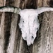 Cow's Skull by eudora