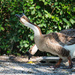Geese by fotoblah