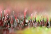 11th Jan 2017 - Begonia Leaf Terrain