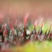 Begonia Leaf Terrain by juliedduncan