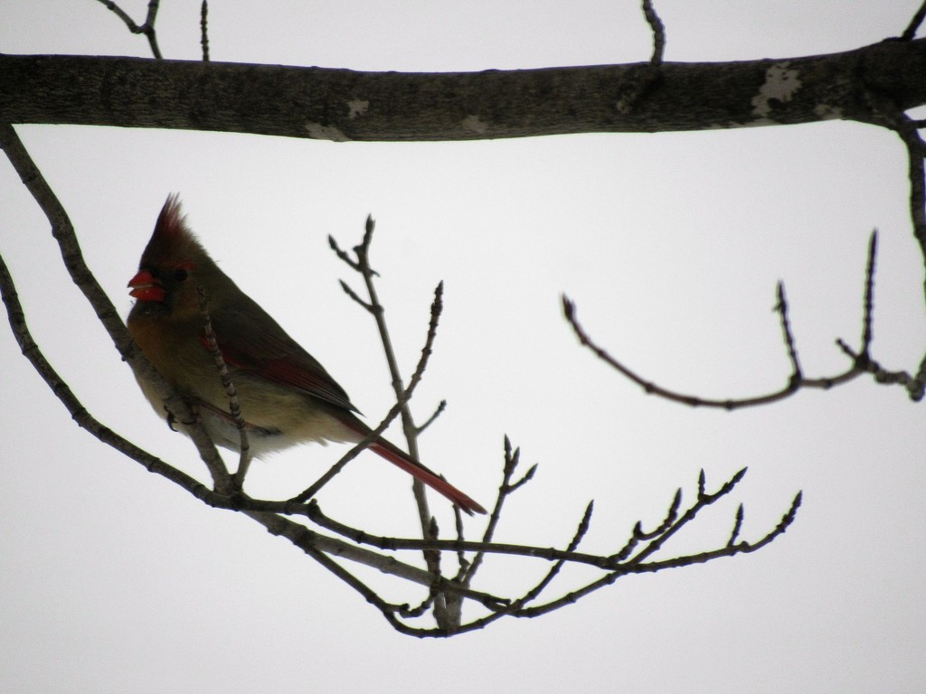 Female Cardinal by mlwd