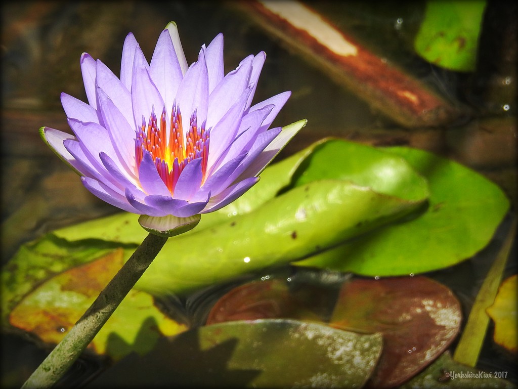 Water Lily by yorkshirekiwi