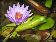 16th Jan 2017 - Water Lily