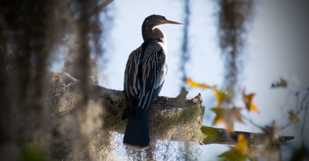 Anhinga in the Osprey Tree! by rickster549