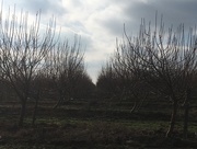 14th Jan 2017 - Almond Orchard