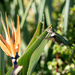 Alternate Hummingbird View by stray_shooter