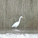 Great White Egret by oldjosh
