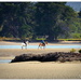 Beach Gallop.... by julzmaioro