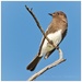 Bird on a Stick by aikiuser