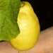 Lemons in January by g3xbm