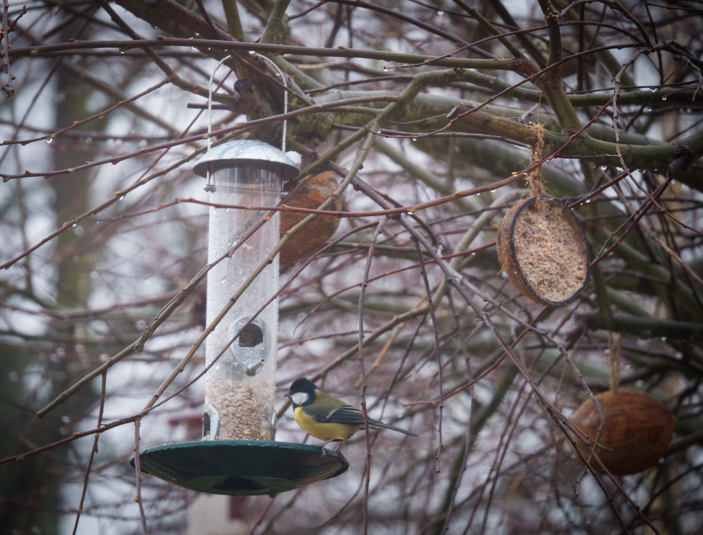 Jan 17 - Blue Tit and Unwanted Friend and a request for advice? by newbank