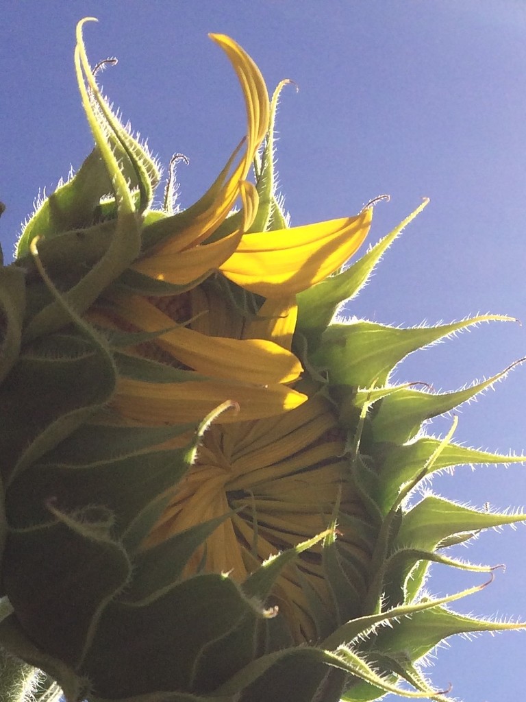 Sunflower by narayani