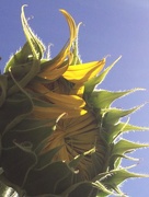 16th Jan 2017 - Sunflower