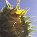 Sunflower by narayani