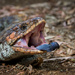 Blue tongue lizard by jodies