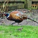 Strutting Pheasant! by carole_sandford