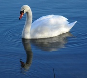 16th Jan 2017 - Swan on Rawcliffe Lake