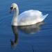 Swan on Rawcliffe Lake by fishers