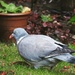 Pigeon  by mattjcuk