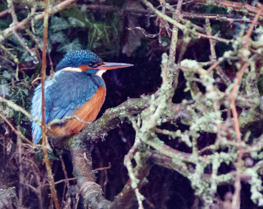 Female Kingfisher on Canal by padlock