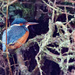 Female Kingfisher on Canal by padlock
