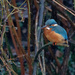 Female Kingfisher on Canal different pose by padlock