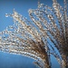 sunlit grasses by judithdeacon