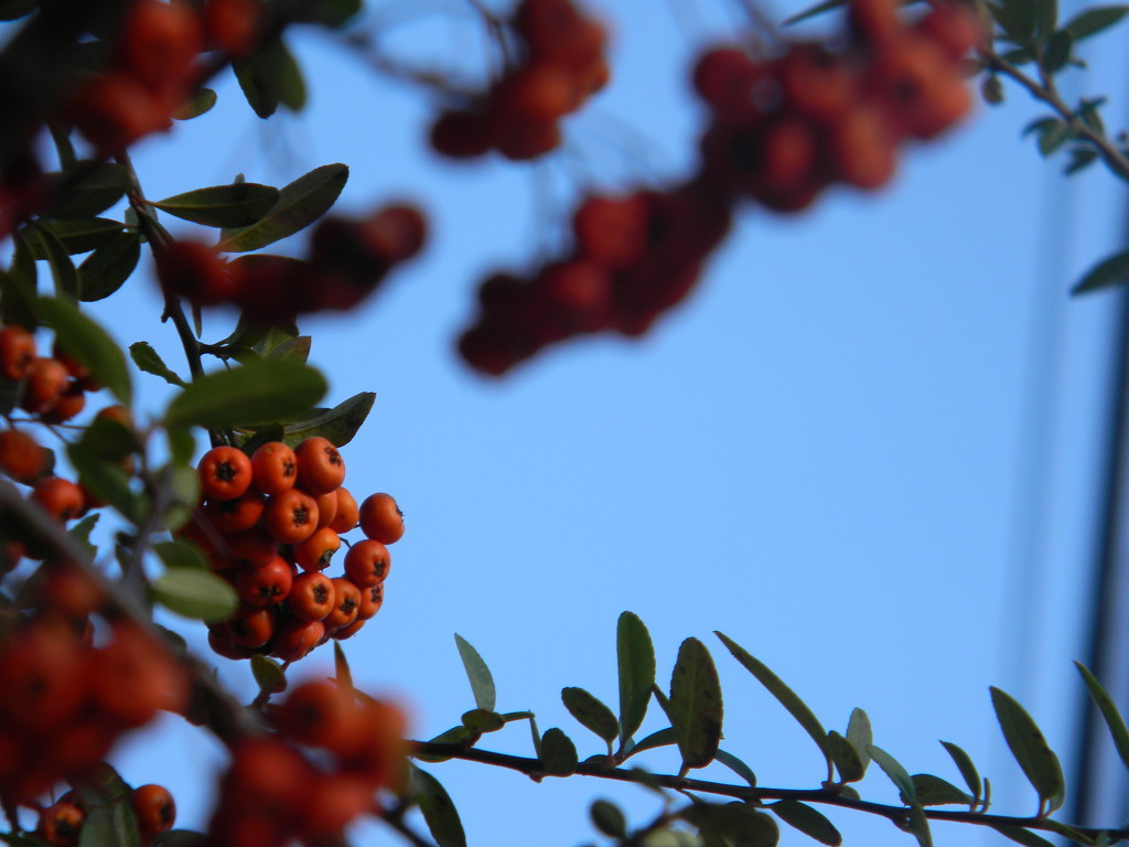 Orange Berries by sfeldphotos