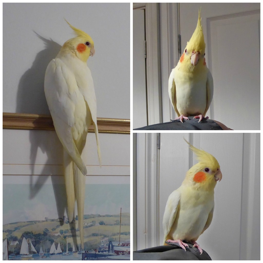  Cockatiel in the Living Room by susiemc