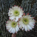 Flowering cuctai  by kerenmcsweeney