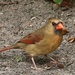 Female Cardinal by stcyr1up