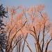 Pink Icy Trees by ckwiseman