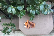 16th Jan 2017 - Lost tiger(?) glove