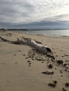 13th Jan 2017 - Big Sandy Bay, Wolfe Island