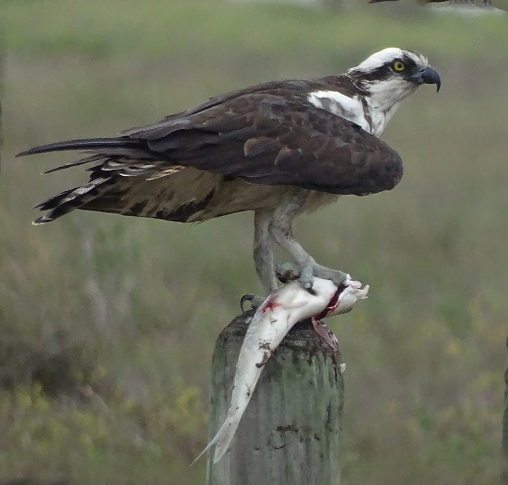 Osprey, Texas by annepann