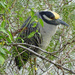 Yellow-crowned Night Heron, Texas by annepann