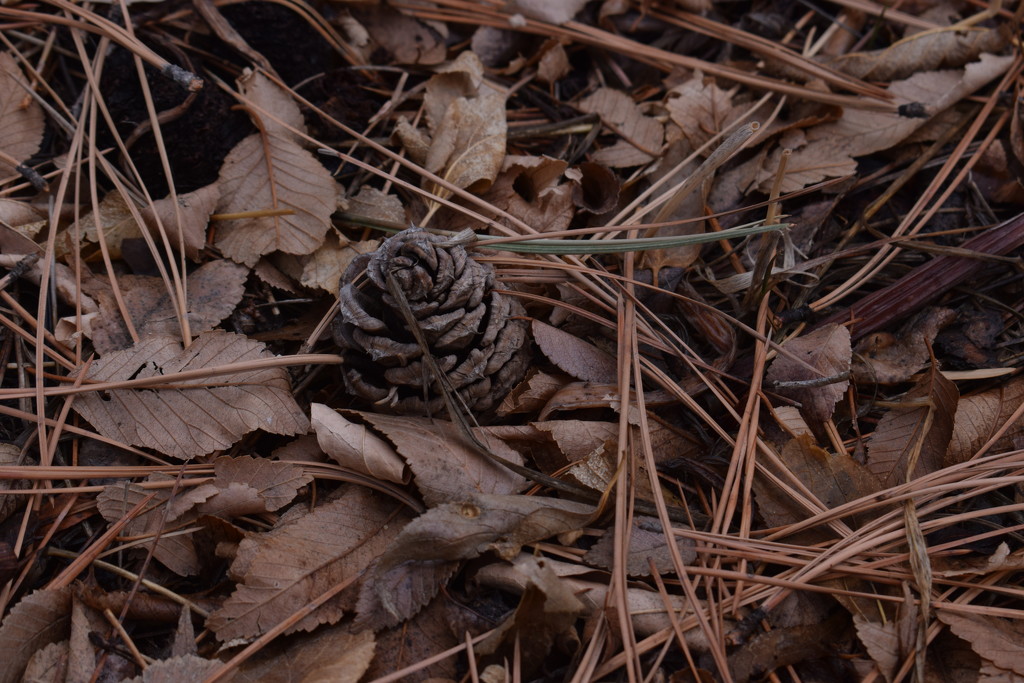 Pinecone, needles and leaves by sandlily