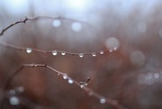 16th Jan 2017 - drippy branches