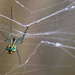 Spider  by ingrid01