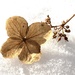 Winter flower by dakotakid35
