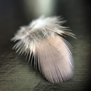 16th Jan 2017 - Ruffled feathers..