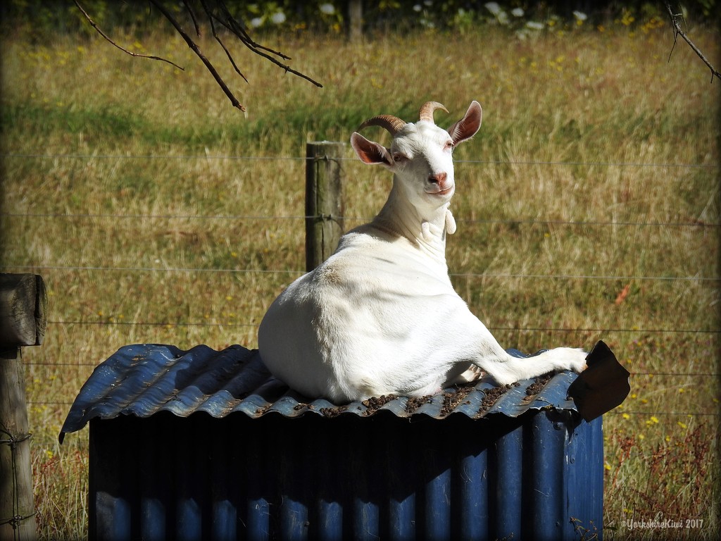 Billy Goat by yorkshirekiwi