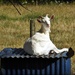 Billy Goat by yorkshirekiwi