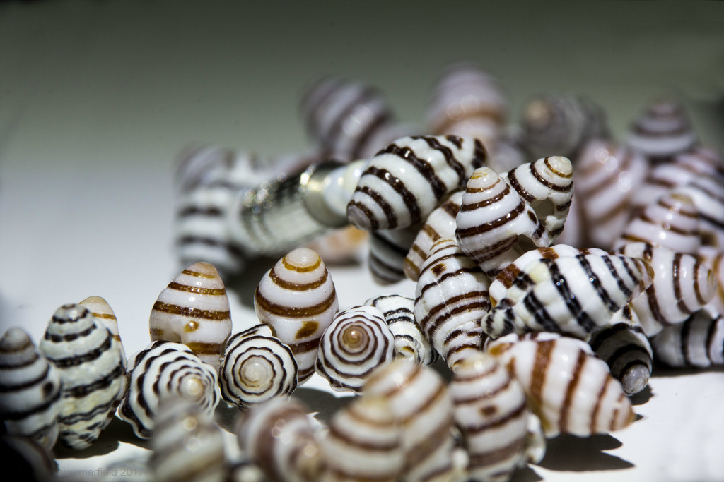 a cluster of snail shells by summerfield