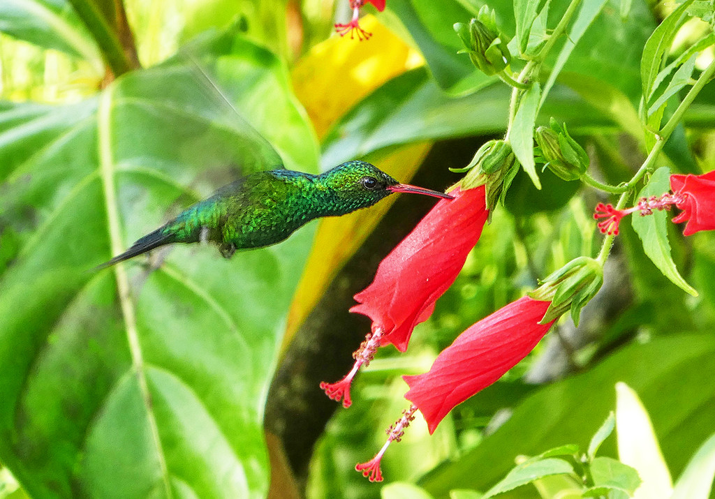 Hummingbird by gardencat