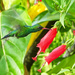 Hummingbird by gardencat