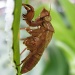 Cicada by loey5150