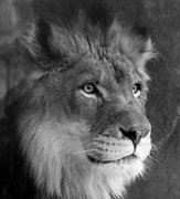 17th Jan 2017 - Lion Profile