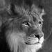 Lion Profile by randy23