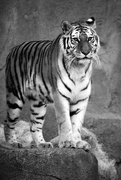 16th Jan 2017 - Amur Tiger